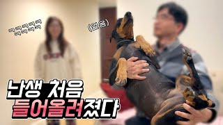 난생 처음 소형견 취급 받은 도베르만 반응ㅋㅋㅋ