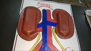 Model of EXCRETARY SYSTEM without using THERMACOL || Science models || School project ☺️