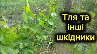 Планова обробка від шкідників: тля та інші жучки. Виноград 2023