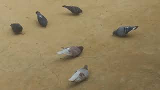 pigeons eating mustard seeds