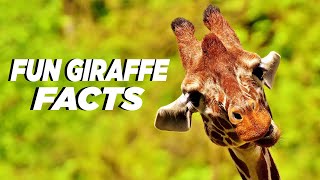 Giraffe Fun Facts: Interesting Facts About The Giraffe | Amazing Facts About Giraffe | Team Tiggio