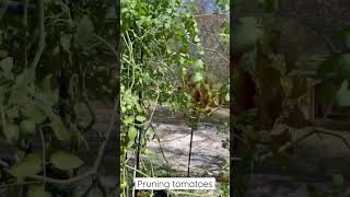 Pruning tomatoes plants. Organic gardening