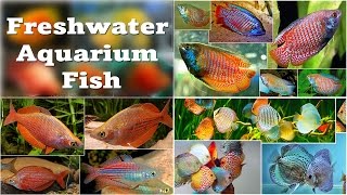 Freshwater Aquarium Fish