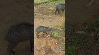 Amazônia Brasil