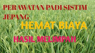 PERAWATAN PADI SISTIM JEPANG