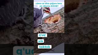 Pajaro Loco en idioma kiche