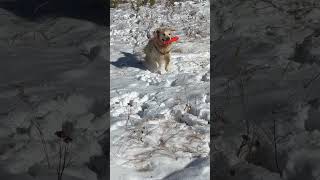 Gia’s first snow play of the season. #snow #goldenretriever #dog #firstsnow #viral