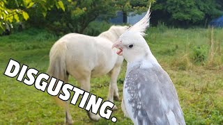 Bubu the cockatiel sees a horse