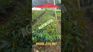 TINJAU PEMBIBITAN, BANYAK JENIS TANAMAN#pembibitan #agrowisata #shorts