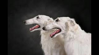 Borzoi dog breed