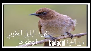 تغريد البلبل المغربي bulbul des jardins(الوطواط .اليطروك بيطرو )