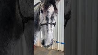 GORGEOUS GREY MARE GETS PEMF FOR THE FIRST TIME 🐴 🤍 #equinebodywork #pemftherapy #horsecare