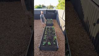 No-Tools Garden Bed In 5 Minutes!