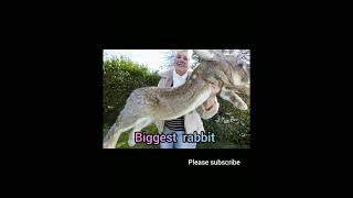 Smallest animals VS  biggest animals part 2 # shorts  # biggest things