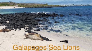 seal lions in the Galapagos islands