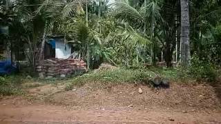 Dash cam - Drive through pocket roads at Paral, Kerala