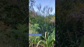 Ornamental grass 'Ferner Osten' is in full bloom now