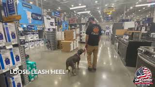 Kojo | 18 Month American Bully | Best Trained Dogs of OR | Portland OffLeash K9 Training