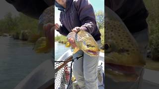 NICE Brown Trout From The San Juan River! #fishing #trout #shorts