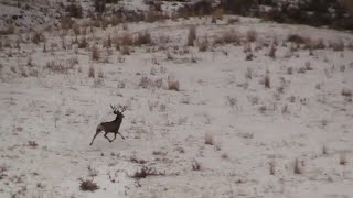 Jumping a giant mule deer-Giving Back TV S4