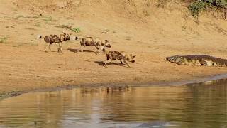 Wild dogs try to steal some meat from a crocodiles mouth