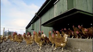 What is the difference between organic and free range eggs