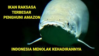 Arapaima yang merupakan ikan terbesar penghuni sungai amazon #rahasiaalamliar