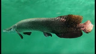 Arapaima gigas (Pirarucu, Арапайма гигантская)