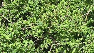 ミドリコツバメCallophrys rubi (Green Hairstreak) 2024/06/28 L'Aigue Agnelle France