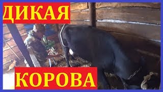 Первый раз доили аппаратом / Антибрык разлетелся!