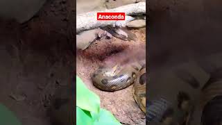 Meeting the Green Anaconda and its Mysterious Companion!