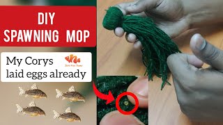 My Corydoras Laid Eggs on *DIY* Spawning Mops | (Tamil)