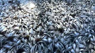 Lake Marion - Thousands of shad die-off