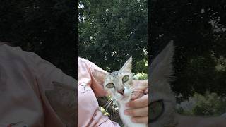 🐱 Турецкий кот ГУЛЯЕТ САМ ПО СЕБЕ