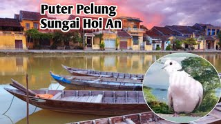 Penunggu Sungai Hoi An (Vietnam) !!! Tangisan Puter Pelung &Tekukur Gacor Bersahutan , Pancingan top