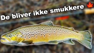 Efterår 🍁 Havørred fisker 🎣 flotte fisk 🐟