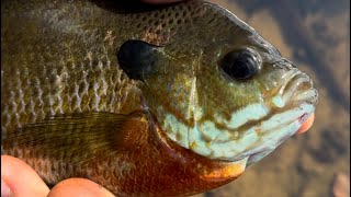 Caminata ,pesca y vida silvestre