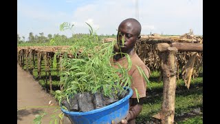 Large scale Forest Landscape Restoration in Rwanda under AREECA programme