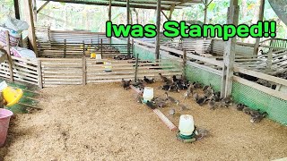 Duck Grower House Na Iwas Sa Stamped Ang mga Alagang Itik