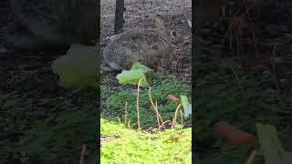 I Called Mama and She Came Hopping Over #nature #cottontail #rabbits #bunnies #cute #animals #asmr