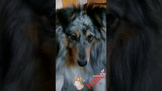 hallo #sheltie #teddy #dog #hund #dogshorts #hallo #goodday #doglover #day #hello #sitting #hey #fun