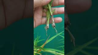 How to propagate Bambo orchid ?#assam #northeast #greenplants