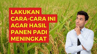 Petani Wajib Tahu ! Cara Pemeliharaan Tanaman Padi Agar Panen Meningkat