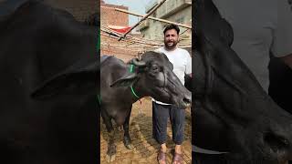 90 Gabban Jhotian Farm in Sheikhupura | Dairy Farming in Punjab Pakistan