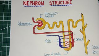 How to draw Nephron / Labelled diagram of Nephron / Nephron diagram drawing step by step