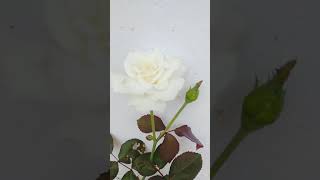 kanniloru minnal... ❤❤/white rose 👌