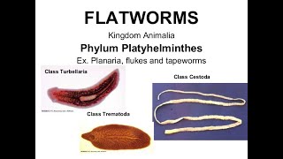 Phylum Platyhelminthes Part 01_Lecture 11