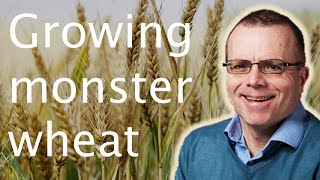 Increasing wheat crop yields: GMO & non-GM solutions - Matthew Paul 🌾🧬