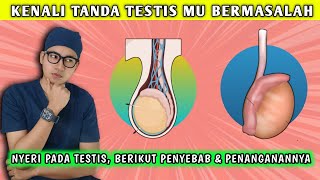 Beberapa Penyebab Nyeri Pada Testis dan Cara Menanganinya || dr. Andi