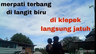 sampe bingung di manah merpatinya, lepas merpati tinggi..@angler amatiran30